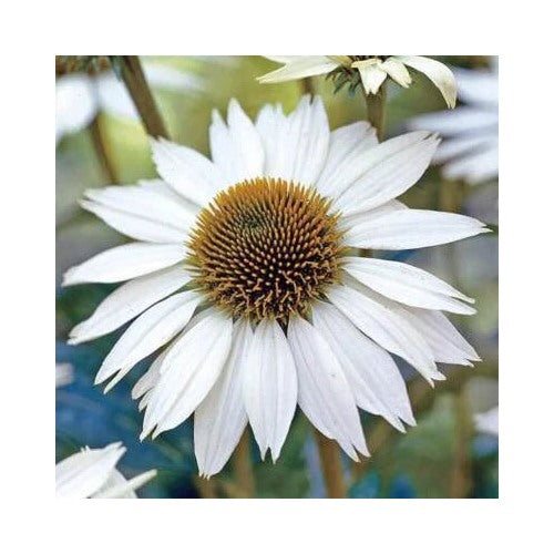 White Swan Coneflower Planting Non Gmo Store Heirloom Perennial Pollinator Friendly Flower [neera-v5-5dd7520fe3afd47ebfbd]