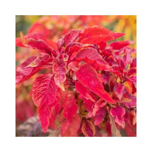 Red Garnet Amaranth Planting Heirloom Non Gmo Fresh Garden Planting Flower Seeds Home [neera-v5-5dd9d7eefd127c505fe9]