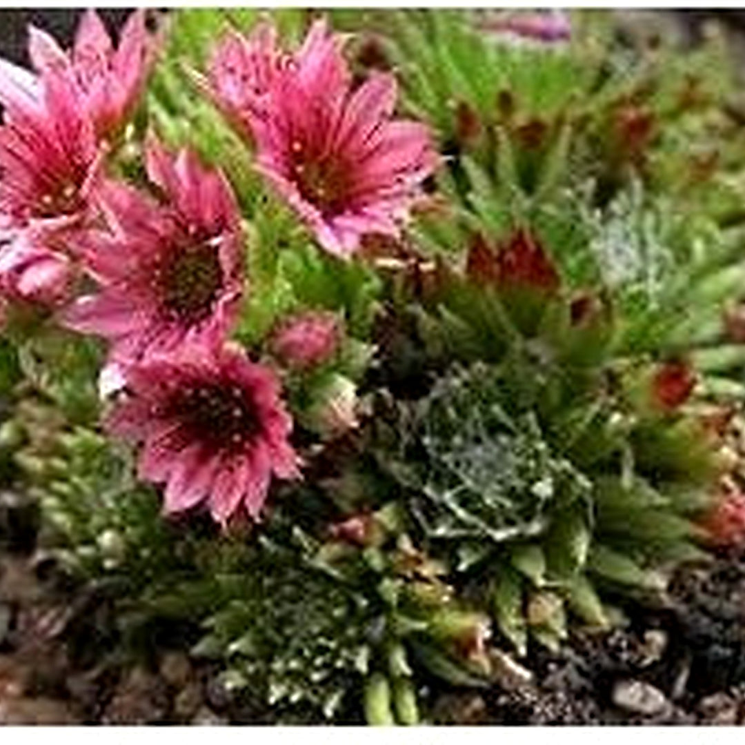 Living Stone Sempervivum Plant Seeds for Planting [neera-v5-5ddcdc446ca8987cd424]