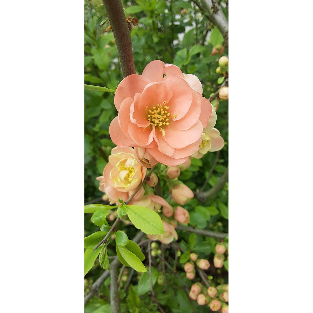 Peach Heirloom Non Gmo Camellia Flower Lush Garden Planting Flower Seeds Home Garden [neera-v5-5de11d1e0d7e3082aa65]