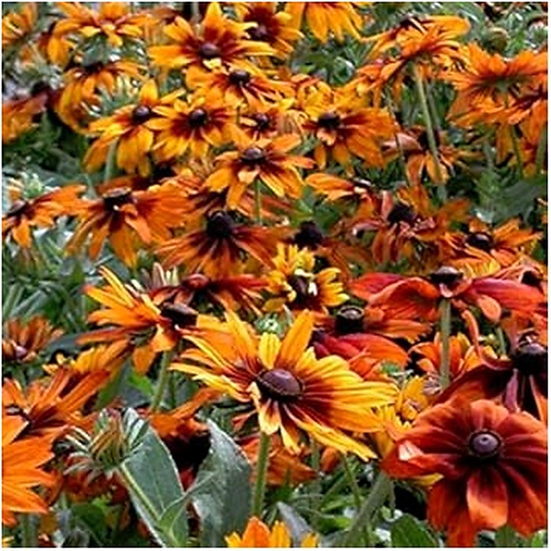 Orange Organic Cappuccino Rudbeckia Flower For Planting Heirloom Non Gmo Flower Seeds for Home [neera-v5-5deb78a5f2d78a6f782e]