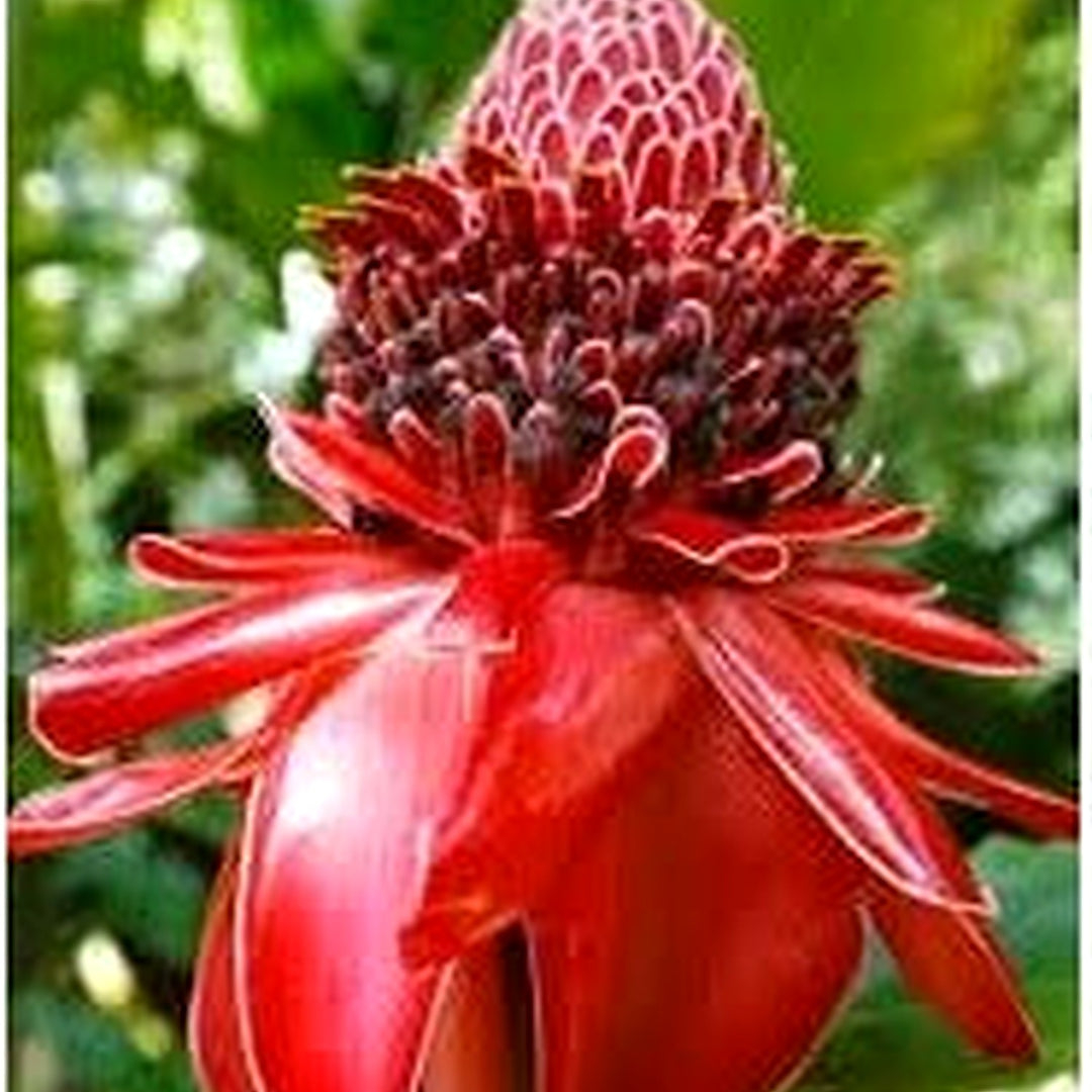 Ginger Etlingera Elatior Flower Seeds for Planting [neera-v5-5dec4243a4c3c6492f28]