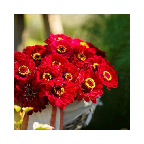 Red Zinnia Meteor Burgundy Flowers Pollinators Butterflies Non Gmo Heirloom Easy To Grow Annual [neera-v5-5deddbe1e226dee6e1a2]