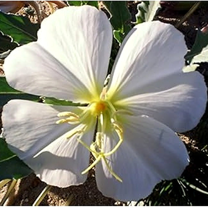 White Oenothera Seeds for Planting [neera-v5-5df81a6a97990dca2a79]