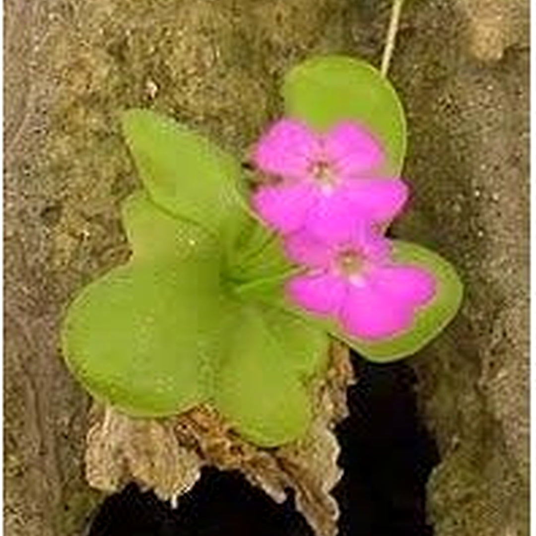 Heirloom Moranensis Flower Seeds Non-GMO for Garden Planting Unique Carnivorous Blooms [neera-v5-5dfcf677e86a75063dd1]
