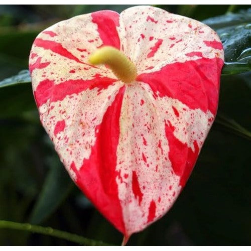 Heirloom Non-GMO Anthurium Bonsai Flower Seeds for Planting [neera-v5-5e0088a8f811c0281c84]