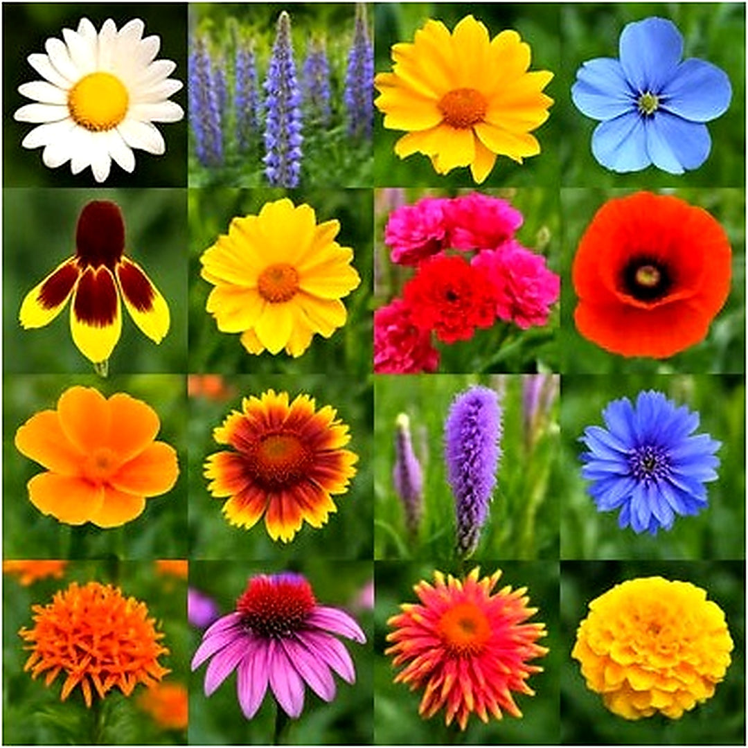 Pollinator Wildflower Spring Mix Bee Hummingbird Heirloom Non Gmo Flower Seeds Home Garden [neera-v5-5e00f16858b1608ab0ba]