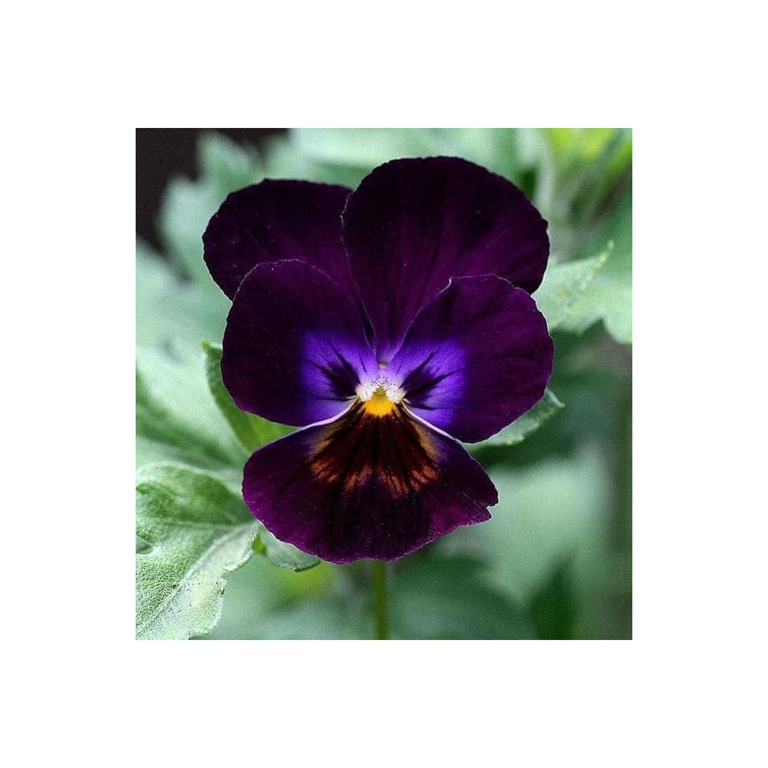 Purple Zzero Alpenglow Giant Pansy Plant Flower Seeds for Home Garden Planting, Landscape Organic [neera-v5-5e0c33326b071bfe180a]
