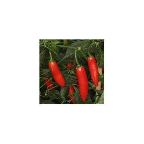 Serrano Pepper Vegetable Seeds for Planting [neera-v5-5e0d9828367a655231cd]