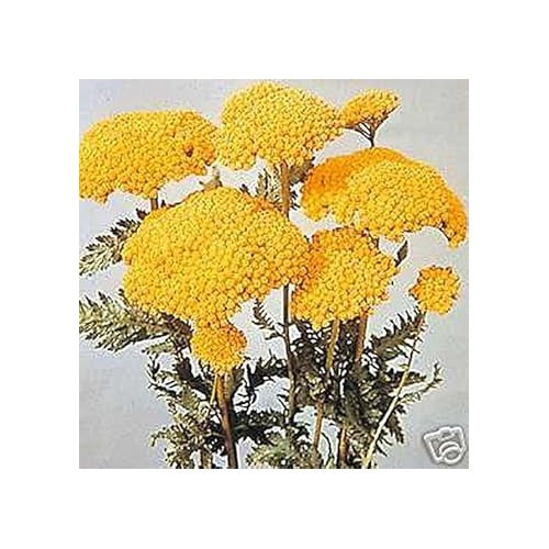 Heirloom Yellow Yarrow Flower Seeds for Planting [neera-v5-5e29c9af410ea522d5a2]