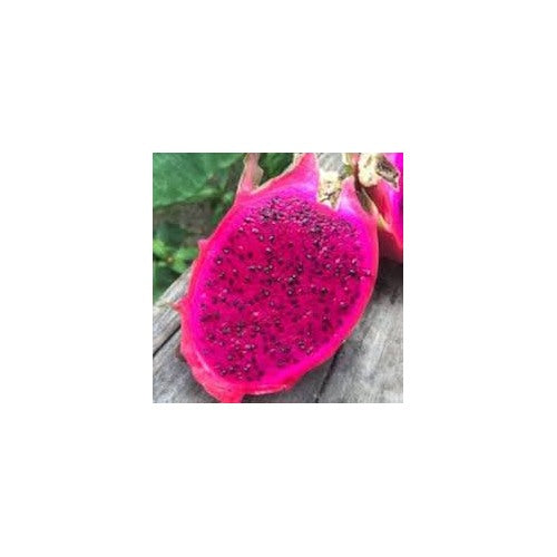 Pink Dragon Fruit Seeds for Planting [neera-v5-5e2ef877f9142e6c3220]