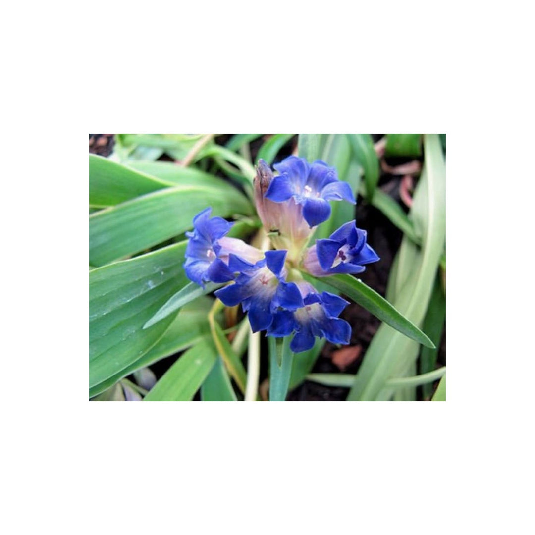 Largeleaf Gentian Gentiana Macrophylla Flower For Planting In Home Garden Shaded Borders Flower [neera-v5-5e3316440ef02f2273be]