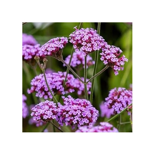 Multi-Color Verbena Flower Seeds for Planting [neera-v5-5e350f8dfad6fe3d1251]
