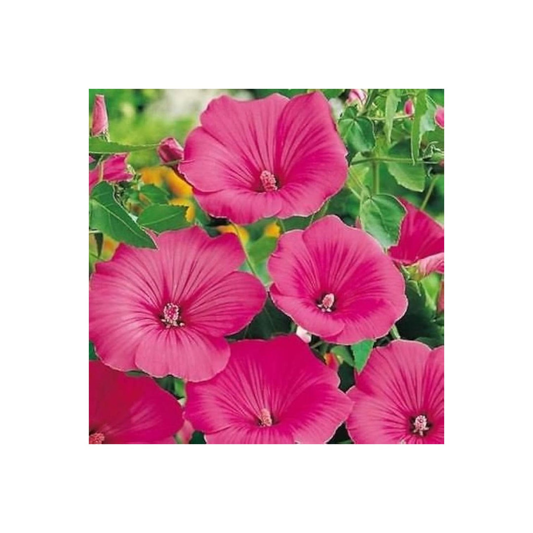 Hollyhock Rosenmalve Mix Alcea Rosea Flower For Planting In Cottage Garden And Backyard Borders [neera-v5-5e364debddf76d8a1680]