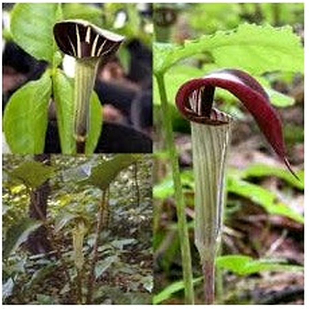 Green Arisaema Triphyllum Planting Seeds for Garden [neera-v5-5e36ca4328a62c286ba9]
