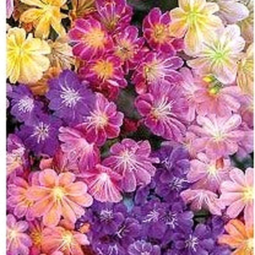Mixed Lewisia Flower Seeds for Garden [neera-v5-5e4a2a8e15d38b1e5b1d]