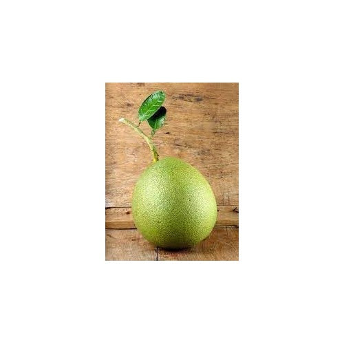 Melon Pinonet Fruit Seeds for Planting [neera-v5-5e4f63196a1f449ce5a9]