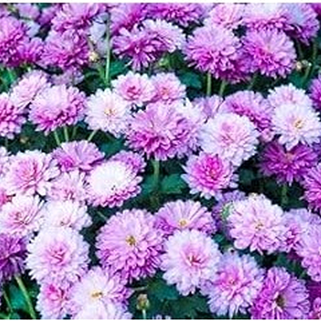Violet White Chrysanthemum Flower For Planting Non Gmo Flower Seeds for Home Garden Planting, Lush [neera-v5-5e522508f3a58a8219b4]