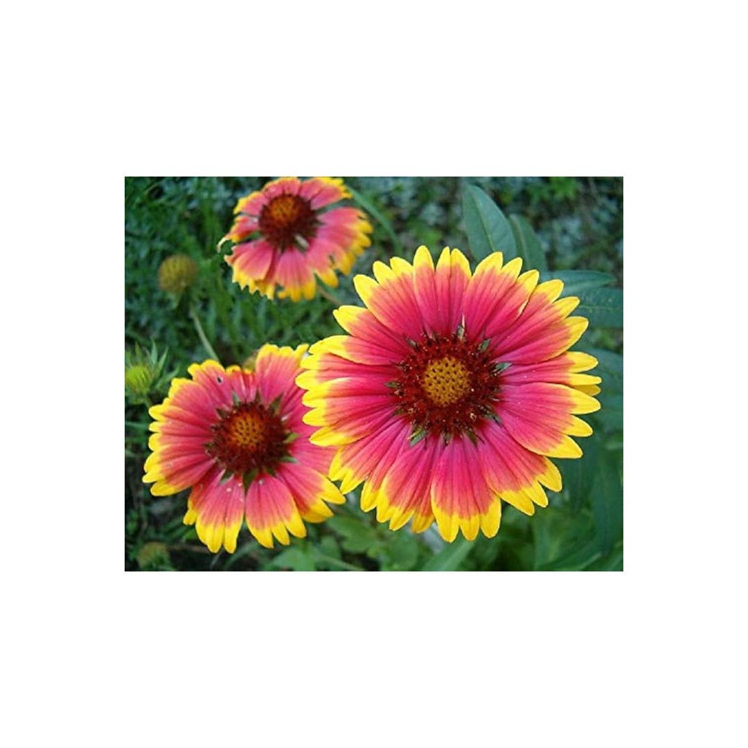 Heirloom Non Gmo Gaillardia Flower For Planting Bright Drought Tolerant Blooms Flower Seeds for [neera-v5-5e5e4d9303ac5862b4da]