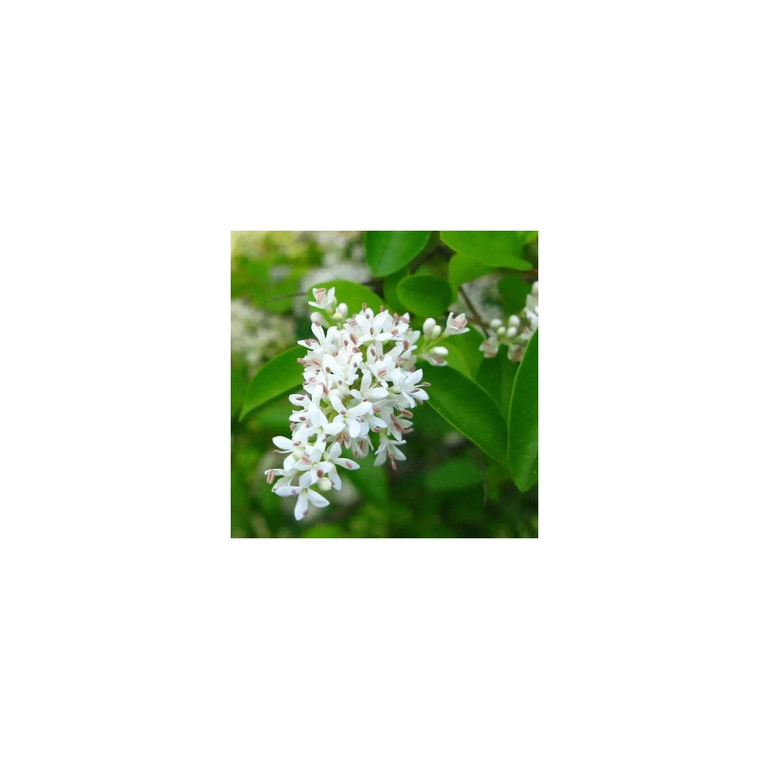 White Ligustrum Flower For Planting Non Gmo Flower Seeds for Home Garden Planting, Landscape [neera-v5-5e6c45dae3fd5a397c90]
