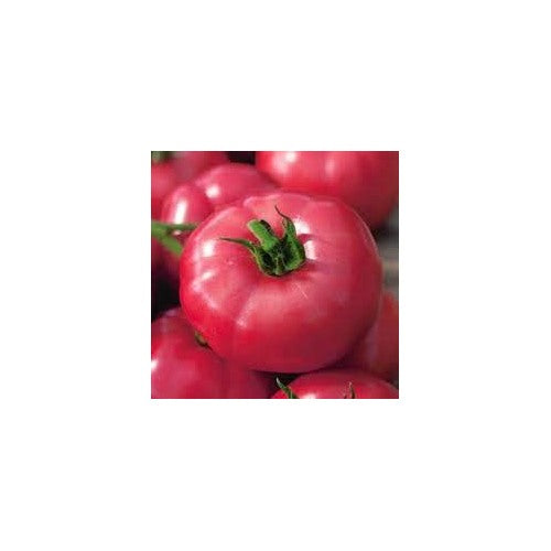 Heirloom Tomato Big Pink F1 Seeds for Planting [neera-v5-5e6cd60b67d795405614]