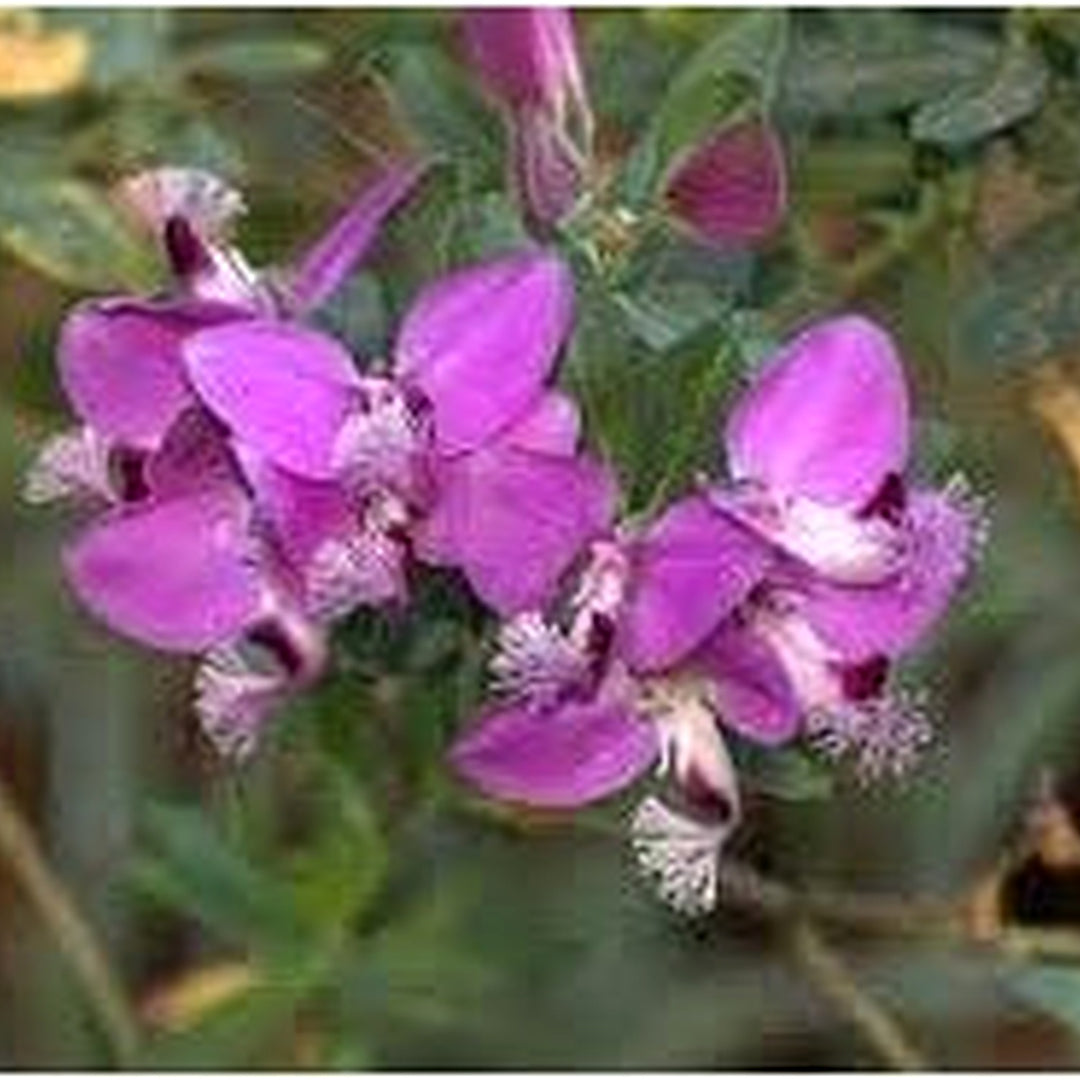 Heirloom September Bush Flower Seeds Non-GMO for Garden Planting Shrubby Vibrant Blooms [neera-v5-5e71cb20f5478da48dfc]