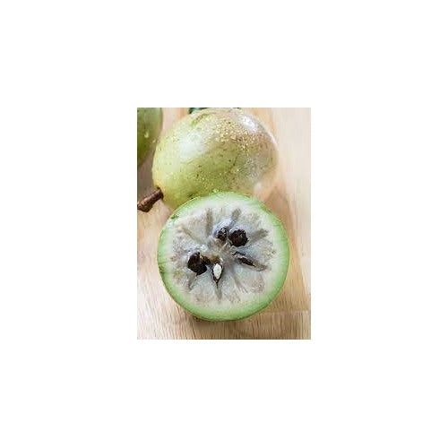 White Star Apple Fruit Seeds for Planting [neera-v5-5e8315618676c87c32f6]