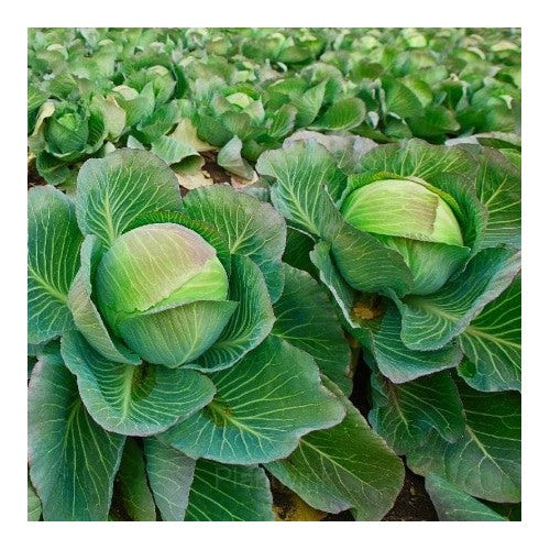 Hybrid Cabbage Seeds for Planting [neera-v5-5e95c034949689d7dd87]