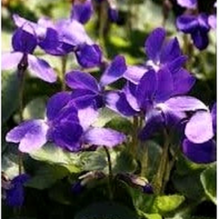 Heirloom Non-GMO Purple Viola Charlotte Flower Seeds for Planting [neera-v5-5e996b3b1e29e1ac8775]