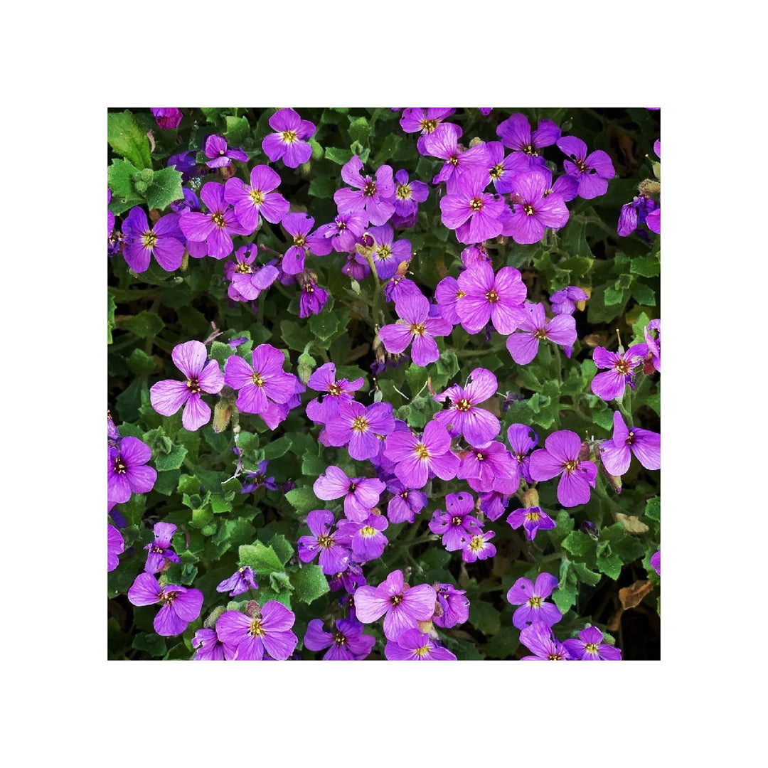 Aubrieta Cascade Viola Rock Cress Aubrieta Deltoidea Flower For Groundcover And Ornamental Garden [neera-v5-5e9a9881079fdd4d32e4]