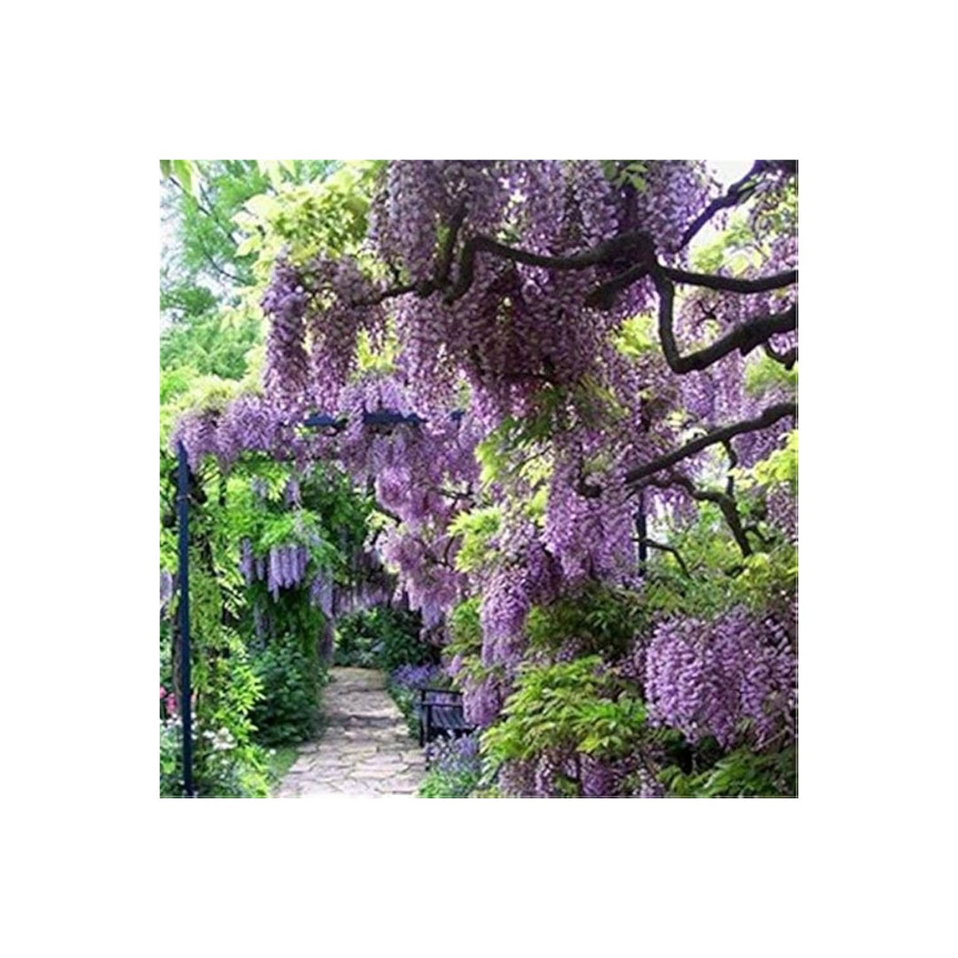Wisteria Wisteria Sinensis Flowering Tree For Backyard Gardening Trellis Planting Flower Seeds [neera-v5-5e9b96ff5f1631f9db49]