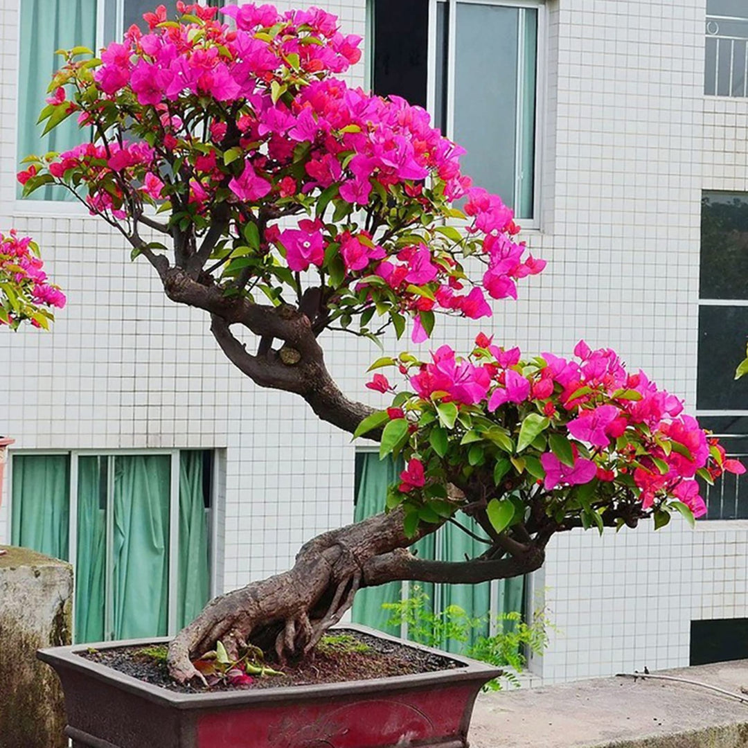 Bougainvillea Bougainvillea Spectabilis Flower For Planting Ideal For Backyard Gardening Wall [neera-v5-5e9e69203478e34b23a3]
