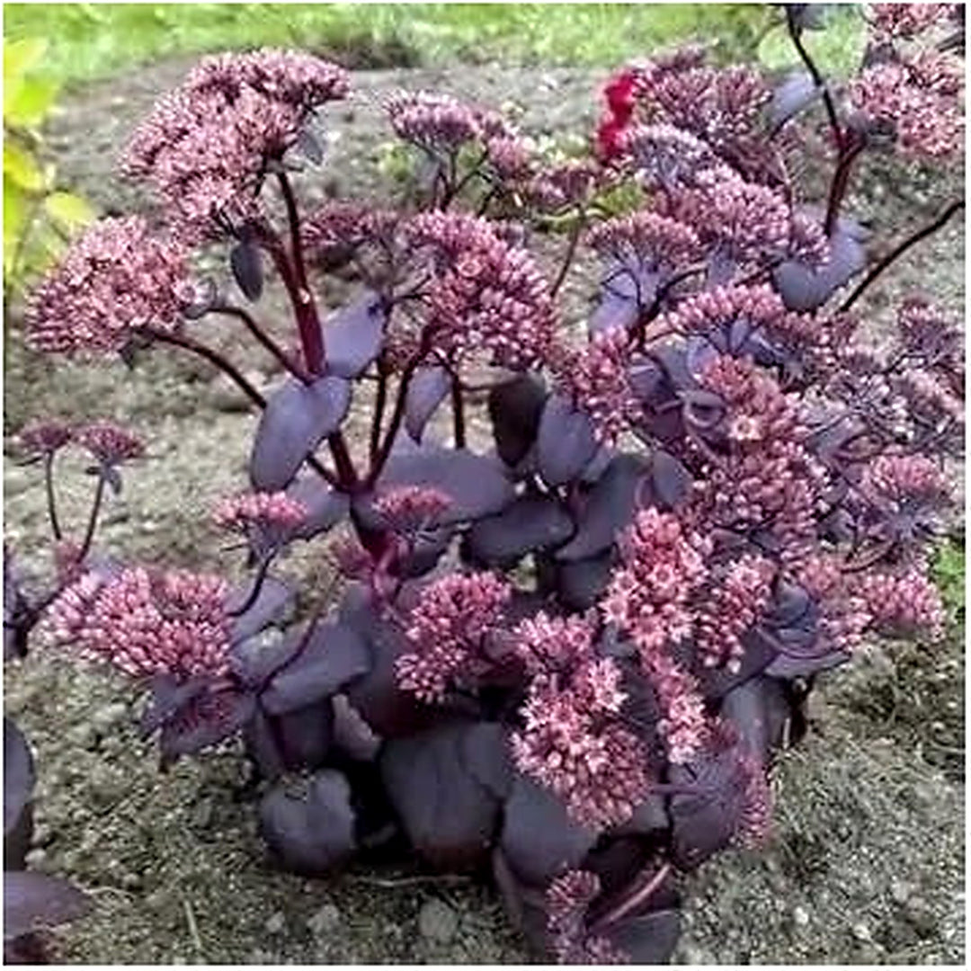 Pink Sedum Telephium Plant For Planting Non Gmo Flower Seeds for Home Garden Planting, Landscape [neera-v5-5ea4024290266df094a3]