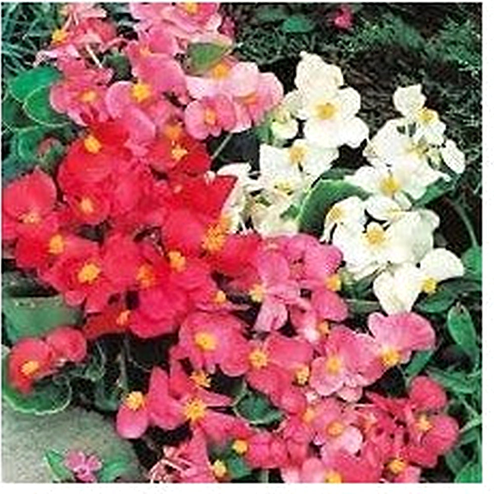 Begonia Mixed Flower Seeds for Planting [neera-v5-5ea960b3a223f476aa91]