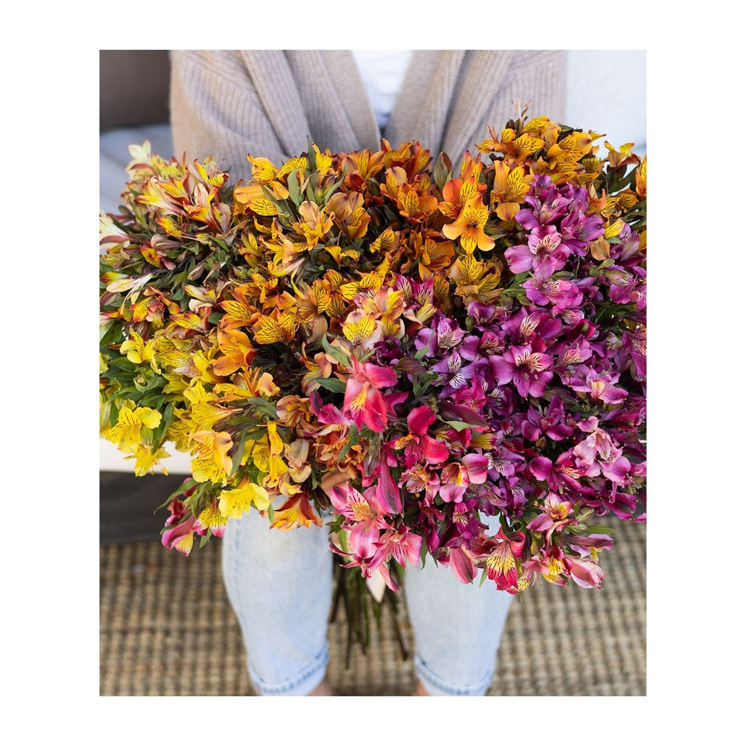 Heirloom Non Gmo Alstroemeria Flower For Planting Colorful Peruvian Lily Garden Blooms Flower Seeds [neera-v5-5eac6e27c06aa3907c01]