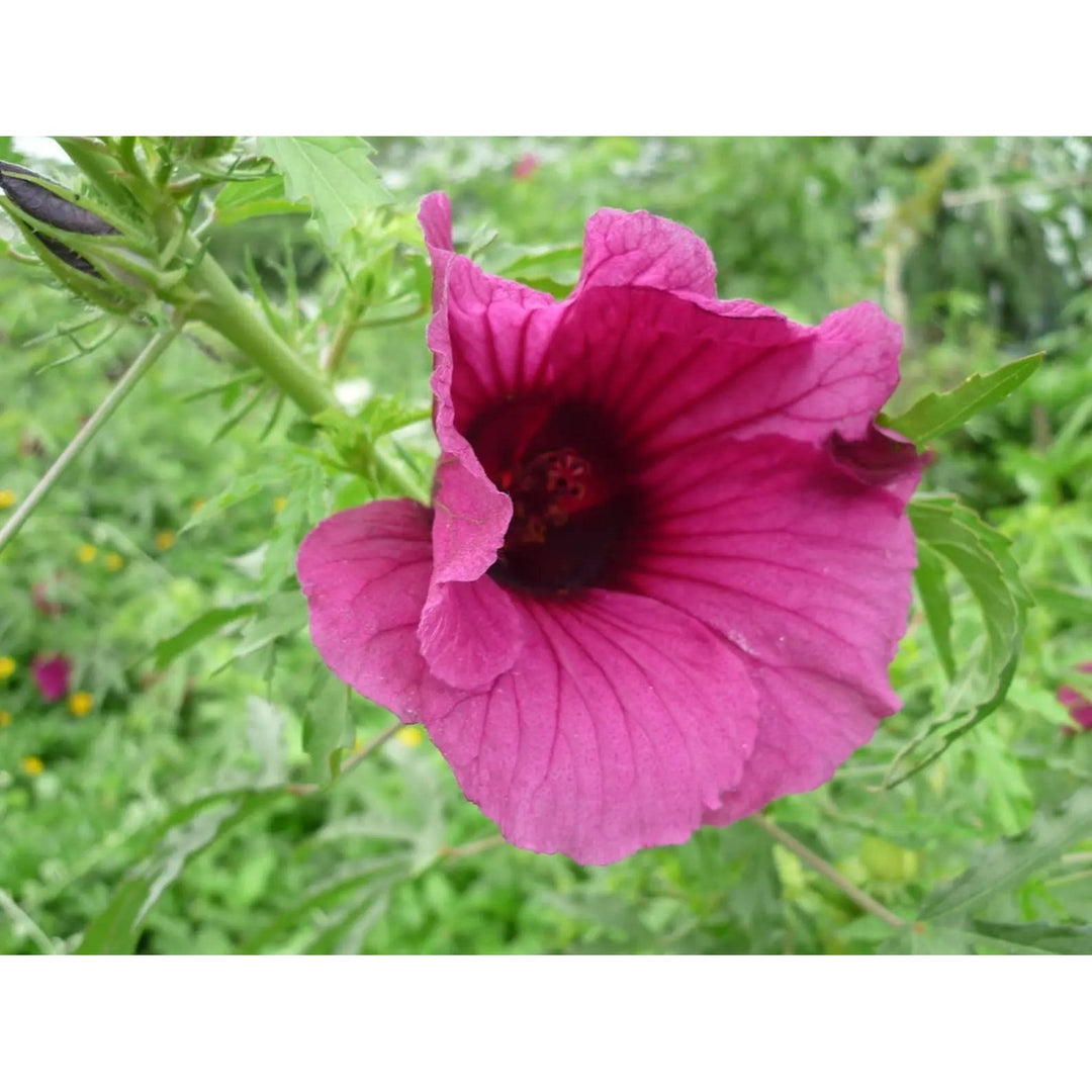 Hibiscus Cannabinus Flower For Planting Heirloom And Non Gmo Garden Flower Seeds for Home Garden [neera-v5-5eb94205577d5e92a193]