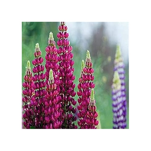 Heirloom Non-GMO Burgundy Lupine Flower Seeds for Planting [neera-v5-5ebcf56810857a92f663]