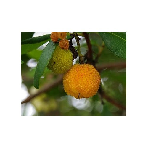 Yellow Arbutus unedo Strawberry Fruit Seeds for Planting [neera-v5-5ec6db99a681f66d8907]
