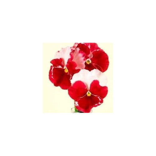 Red White Pansy Seeds for Planting [neera-v5-5ecf33f98f1fb24c2e91]