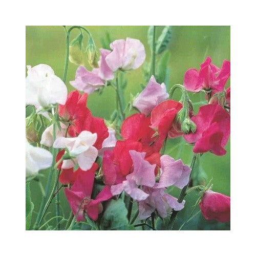 Royal Family Sweet Pea Planting Ruffled Flower Blooms Floral Scent Heirloom Non Gmo Fragrant [neera-v5-5ed5c5b73bc08d2876f3]