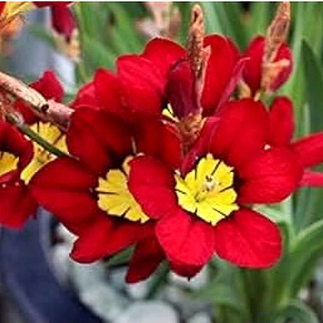 Heirloom Non Gmo Sparaxis Flower For Planting Colorful Spring Blooming Garden Flowers Flower Seeds [neera-v5-5ed8c393809b01647494]