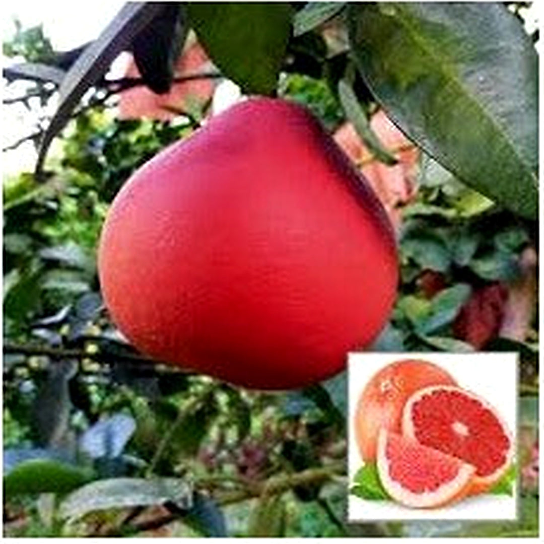 Ruby Red Pomelo Fruit Seeds for Planting [neera-v5-5edb91efc8466a3c9b68]
