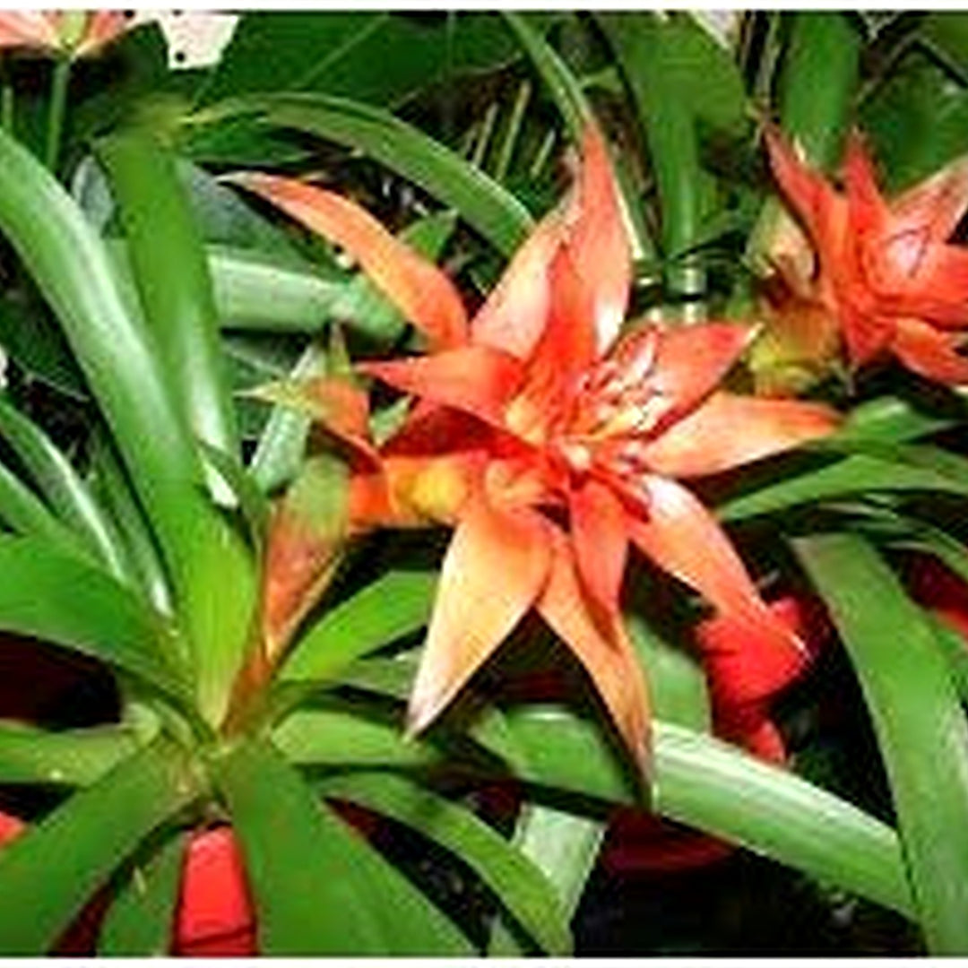 Hechtia Plant For Planting Flower Seeds for Home Garden Planting, Lush Organic Blooming Collection [neera-v5-5ee2c06a494381e7607a]