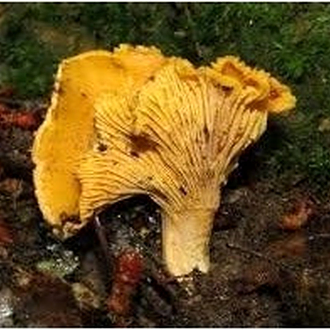 Heirloom Mushroom Vegetable Seeds for Planting [neera-v5-5ee6d99bc77384b51a4e]