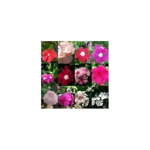 Vinca Periwinkle Flower For Planting Non Gmo Flower Seeds for Home Garden Planting, Blooming [neera-v5-5ef32e1d36fa5acacff1]