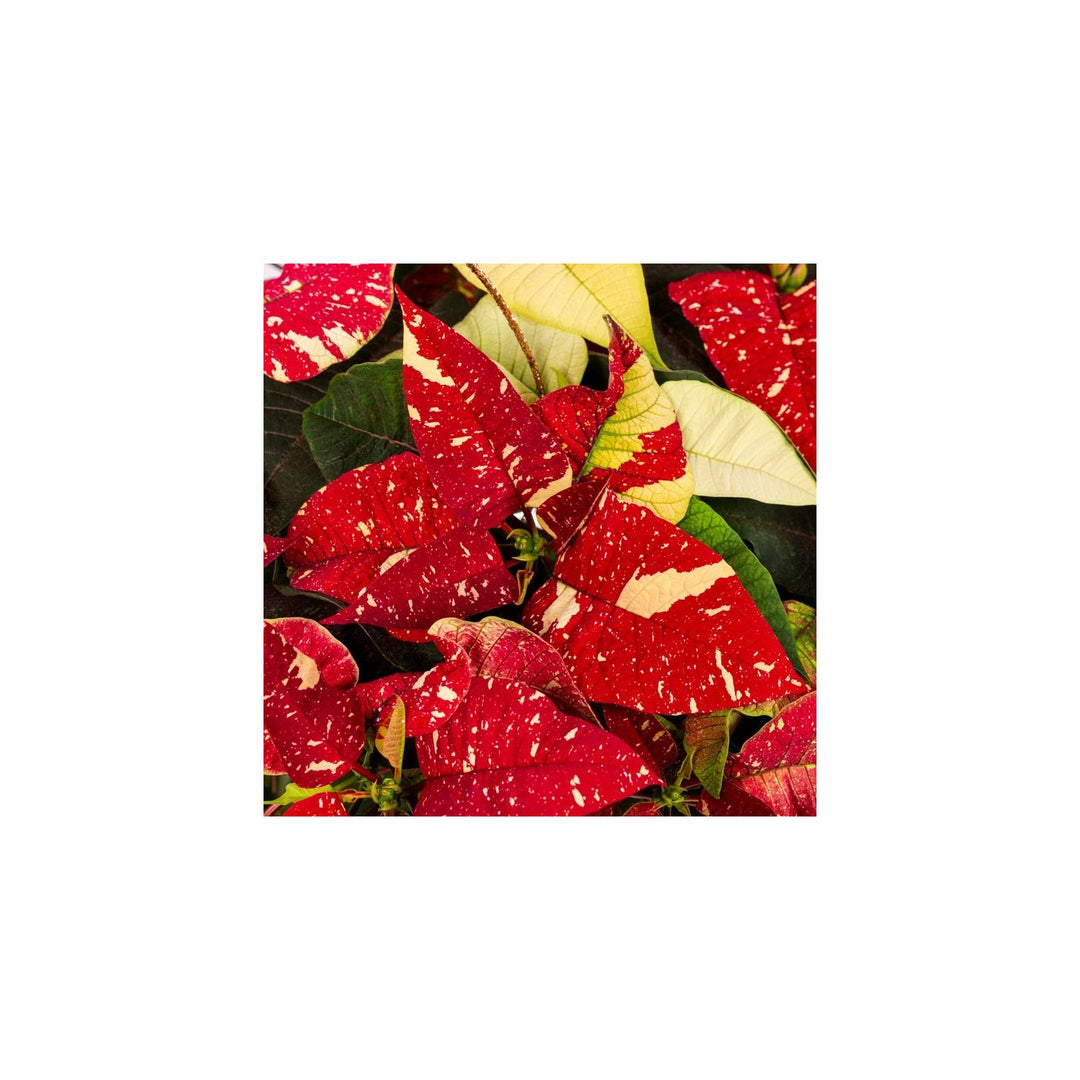Red White Poinsettia Flower Heirloom Non Gmo Festive Blooms Garden And Pot Planting Flower [neera-v5-5ef360e771d16dfa064a]