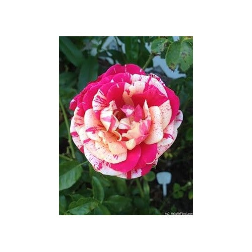 White Pink Rose Plant Seeds for Planting [neera-v5-5f15c59e4b9ac00103db]