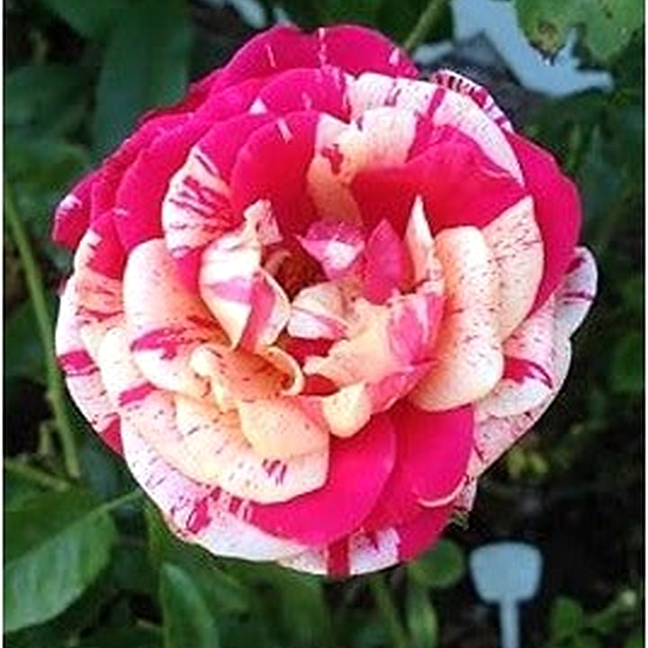 White Pink Rose Plant Seeds for Planting [neera-v5-5f15c59e4b9ac00103db]