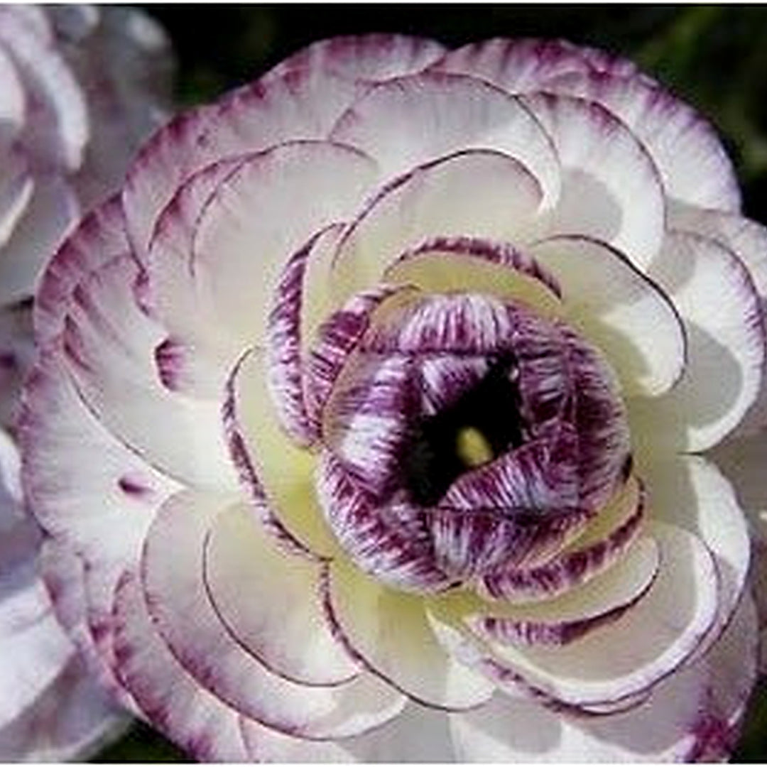 Purple White Ranunculus Flower For Planting Rare Garden Blooms Heirloom Non Gmo Garden Flower Seeds [neera-v5-5f1f2411606627afdd5f]