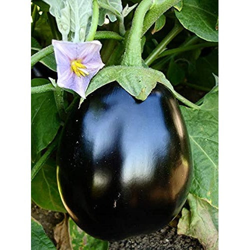 Floriculture Greens 'Big Gajraj' Eggplant Seeds for Planting [neera-v5-5f2c93fc9ecac8aacfe7]